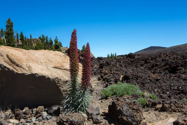 Red Tajinastes in bloom — Stock Photo, Image