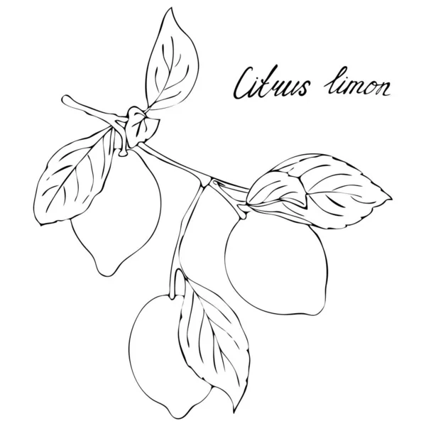 Lemon Tree Branch Fruits Black White Image Your Design — 스톡 벡터