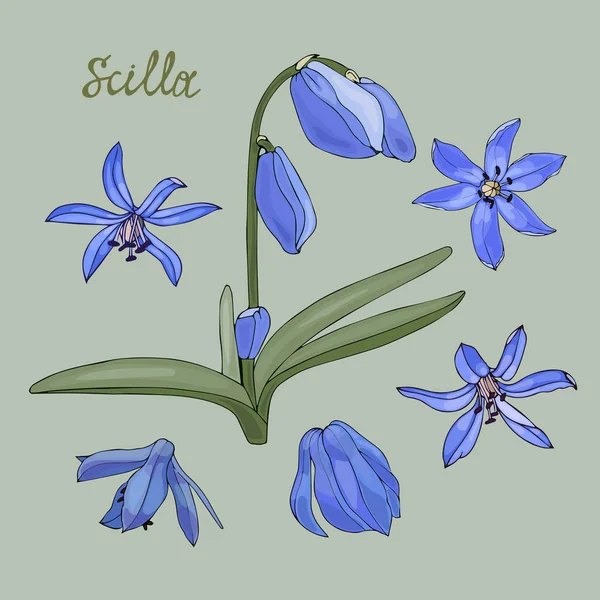 Lente Scilla Bloemen Set Bloemen Voor Ontwerp — Stockvector