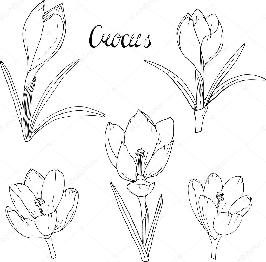 Crocus monochrome contour. Set white black flowers crocus.Spring flowers