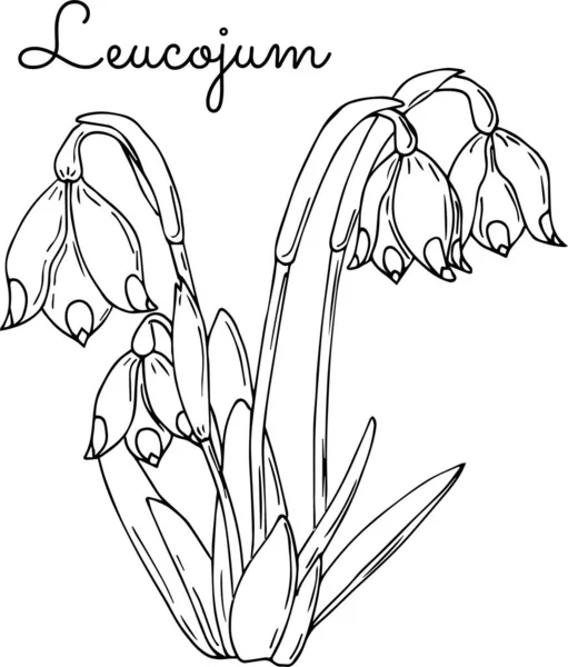 Beautiful Spring Leucojum Flowers Your Design Mono Chrome Contour — 스톡 벡터