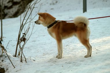 Şehirde açık bir kış günü Park 'ta büyük güzel kırmızı bir köpek tasmayla gezer ve oynar.