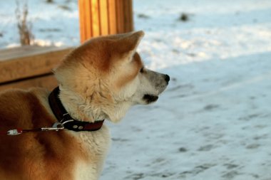 Şehirde açık bir kış günü Park 'ta büyük güzel kırmızı bir köpek tasmayla gezer ve oynar.