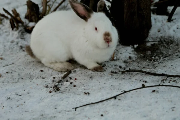 Зимний Снег Покрытый Парк Белый Кролик Красными Глазами Черными Кончиками — стоковое фото
