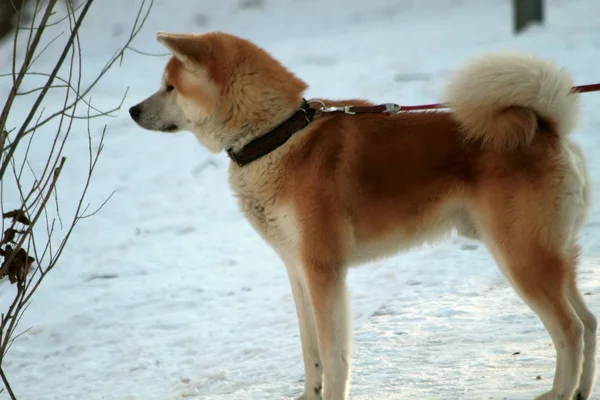 Einem Klaren Wintertag Stadtpark Geht Ein Großer Schöner Roter Hund — Stockfoto