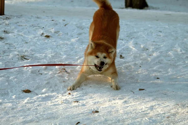 Clear Winter Day City Park Large Beautiful Red Dog Walks — ストック写真