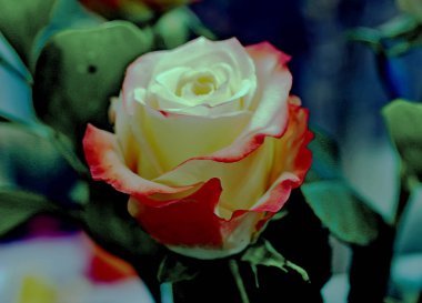 Vazodaki çiçeklerin ev kompozisyonu kırmızı, beyaz, yeşil yapraklı ve dikenli saplı.