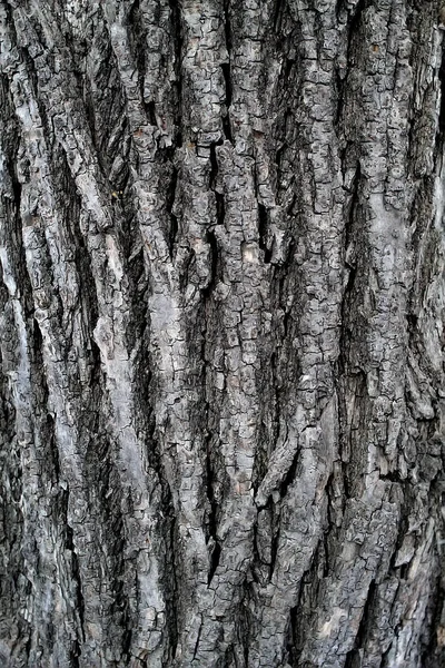 Campioni Struttura Della Corteccia Albero Tessuti Corde Carta Imballaggio Tovaglioli — Foto Stock