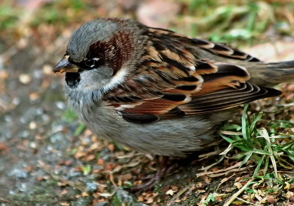 Vögel Park Herbst Und Wintersperlinge Auf Den Ästen Der Bäume — Stockfoto