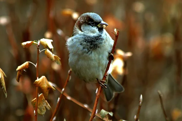 Vogels Het Park Herfst Winter Mussen Takken Van Bomen Met — Stockfoto