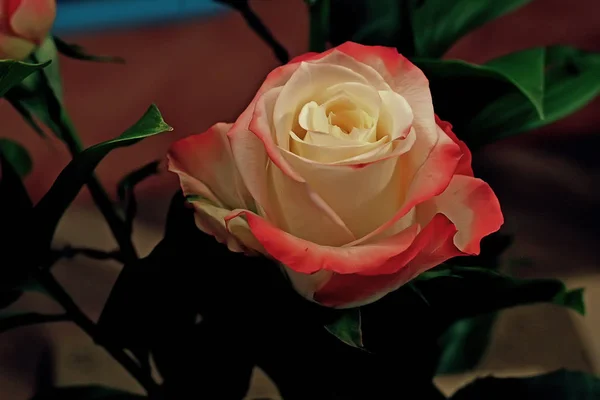 Accueil Composition Des Fleurs Dans Vase Roses Rouge Blanc Jaune — Photo