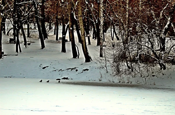 冬には 雪や木の上の水のアヒルの氷とセージブラシの都市公園では フィーダーで雀 カササギやハト — ストック写真