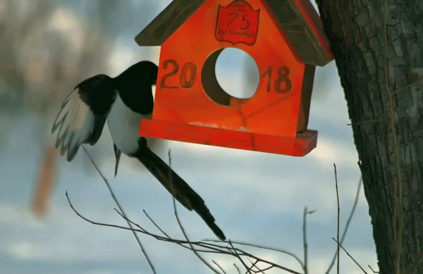 Zimě Městě Park Ledě Šalvěj Vodě Kachny Sněhu Stromy Vrabci — Stock fotografie