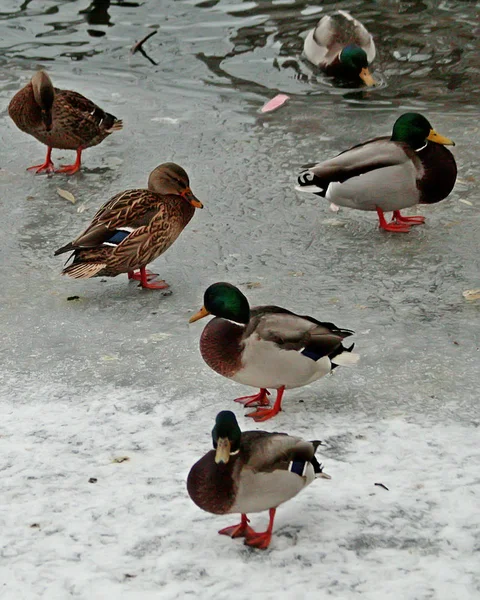 在城市公园的冰面上 在水鸭的雪地上 在树麻雀 喜鹊和鸽子的觅食处 — 图库照片