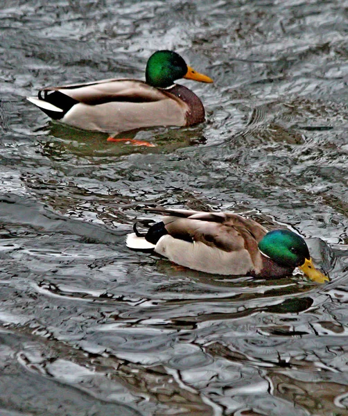 Winter Stadtpark Auf Dem Eis Und Wasser Enten Auf Dem — Stockfoto