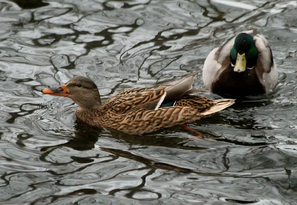 Winter City Park Ice Sagebrush Water Ducks Snow Trees Sparrows Royalty Free Stock Images