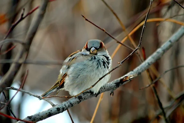 Městští Ptáci Vrány Vrabci Kachny Zimě Krmí Parcích Sněhu Ledu — Stock fotografie