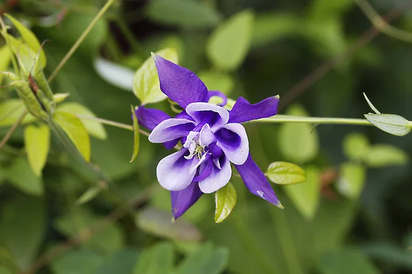 Plante Été Grimpante Clematis Aux Fleurs Lilas — Photo