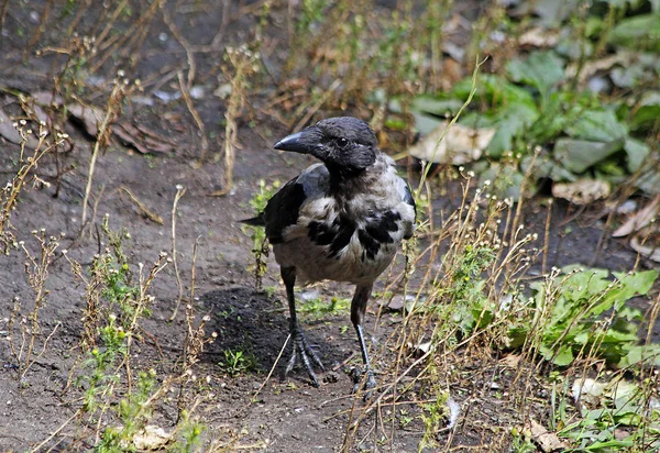 Corbeau Est Oiseau Très Prudent — Photo