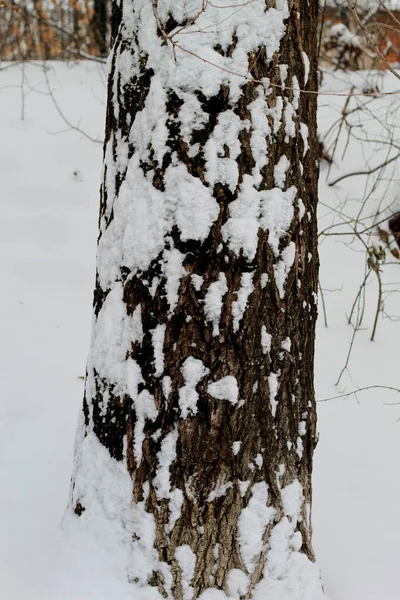 Winterpark Fiel Schnee Und Bedeckte Alle Bäume — Stockfoto