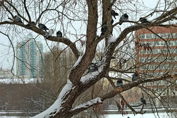 Árvore Com Pássaros Neve Fundo Dos Edifícios — Fotografia de Stock