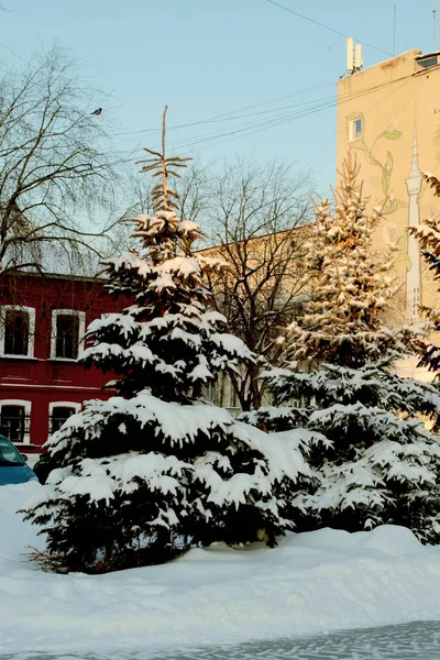 Yılbaşı Ağaçları Ağaçların Dalları Kışın Şehirde Beyaz Tüylü Karlarla Kaplıdır — Stok fotoğraf