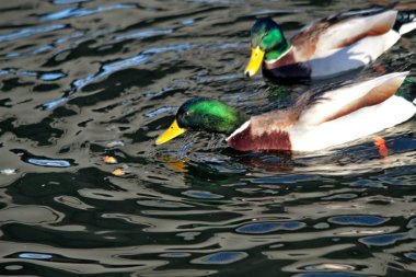 Kışın kar, nehirde dallar bükülür, kuşlar yüzer, kargalar, karlar ve dallar üzerinde güvercinler, güneş ışıldar.