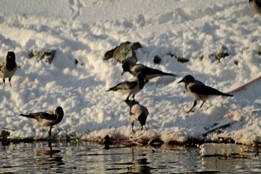 Kışın kar, nehirde dallar bükülür, kuşlar yüzer, kargalar, karlar ve dallar üzerinde güvercinler, güneş ışıldar.