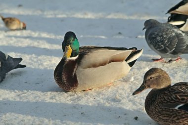 Kışın kar, nehirde dallar bükülür, kuşlar yüzer, kargalar, karlar ve dallar üzerinde güvercinler, güneş ışıldar.