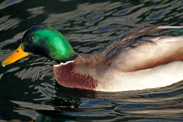 Winter Park Sneeuw Takken Gebogen Rivier Vogels Eenden Zwemmen Kraaien — Stockfoto