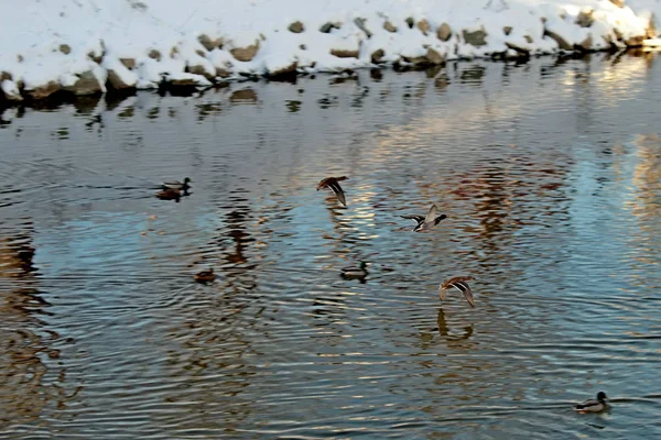 Inverno Parque Neve Ramos Dobrados Sobre Rio Pássaros Patos Nadar — Fotografia de Stock
