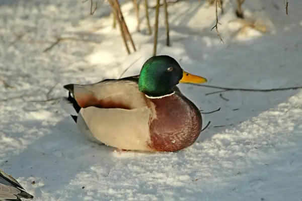 Winterpark Schnee Äste Über Den Fluss Gebeugt Vögel Enten Schwimmen — Stockfoto