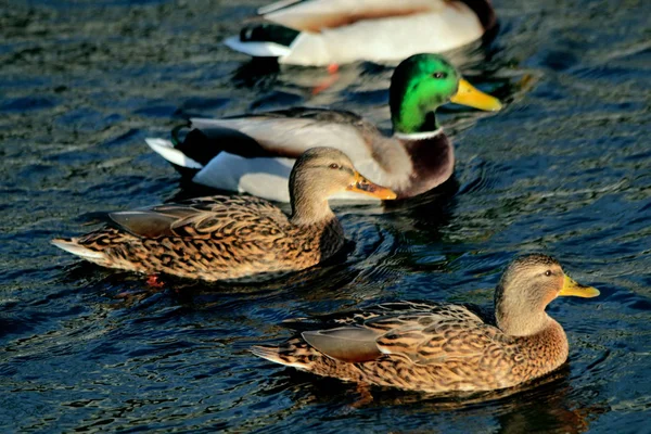Invierno Parque Nieve Ramas Dobladas Sobre Río Aves Patos Nadan — Foto de Stock