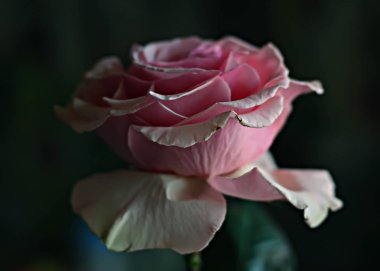 Bir buket gül ve beyaz çiçekler, parlak yeşil yapraklı muhteşem pembe ve beyaz güller, açılmamış çiçeklerin narin tomurcukları ve güller