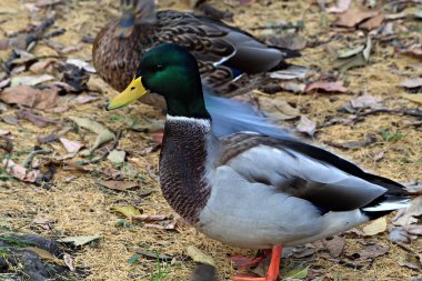 Kentin park alanlarında, tatilcileri beslemekten mutlu olan, beyaz martıları beslemeye gelen ördeklerin yaşadığı rezervuarlarda kuşlar sıcak ve güneşli günlerde poz vermekten mutlu olurlar.