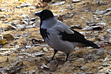 Yaz kentinde Park 'ta yeşil ağaçların ve çalıların arasında kuş tüyleri, mavi kuşlar, serçeler, kargalar, güvercinler vardır ve insanlar tarafından beslenirler.