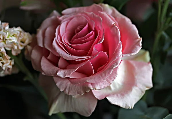 Gift bouquet of roses and white flowers, gorgeous pink and white roses with bright green leaves, delicate buds of unopened flowers and roses