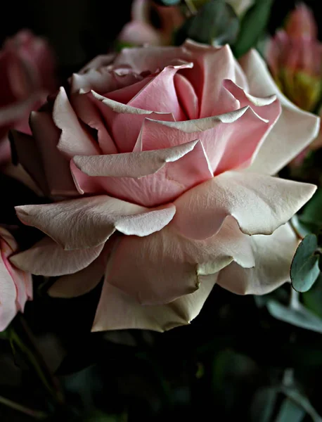 Presentbukett Rosor Och Vita Blommor Vackra Rosa Och Vita Rosor — Stockfoto