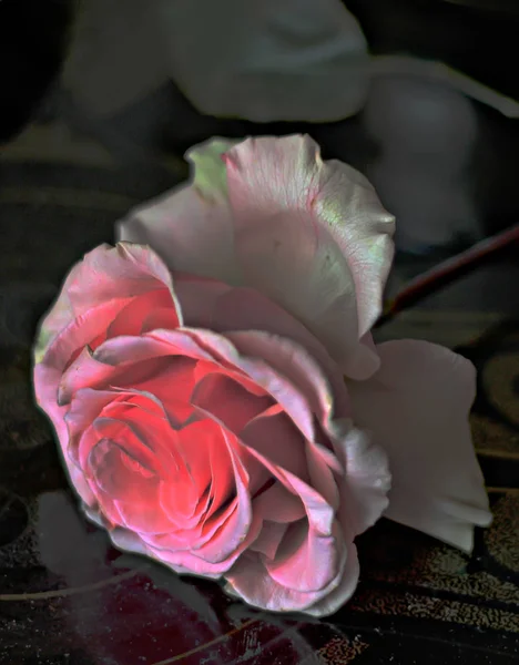 Presentbukett Rosor Och Vita Blommor Vackra Rosa Och Vita Rosor — Stockfoto