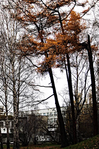 Den Parks Der Stadt Sieht Man Verschiedene Bäume Sträucher Stümpfe — Stockfoto