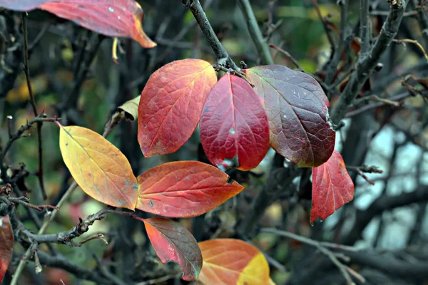 Takken Van Manzhur Walnoot Esdoorn Rowan Berk Helder Rood Kastanjebruin — Stockfoto