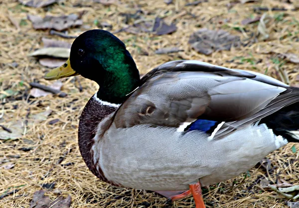 Het Park Gebieden Van Stad Stuwmeren Bewoond Door Eenden Die — Stockfoto