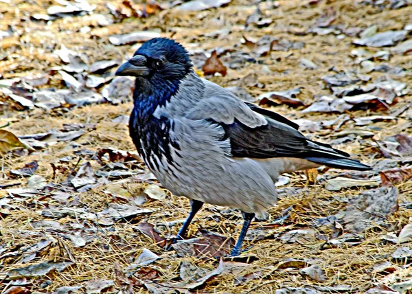 Sommerlichen Stadtpark Zwischen Grünen Bäumen Und Sträuchern Gibt Gefiederte Vögel — Stockfoto