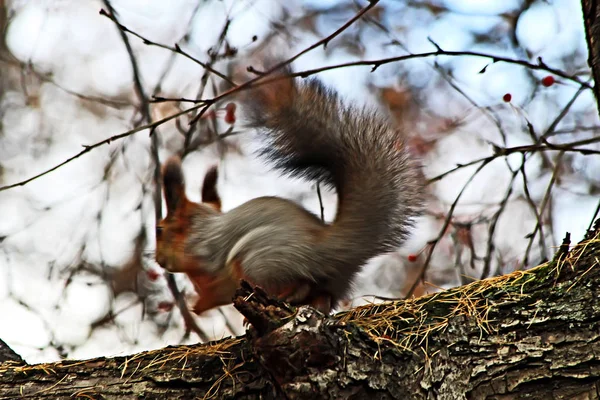 Stadtpark Arboretum Leben Eichhörnchen Die Aus Den Händen Von Erwachsenen — Stockfoto