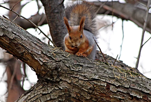 Dans Ville Parc Arboretum Écureuils Vivants Qui Sont Nourris Par — Photo