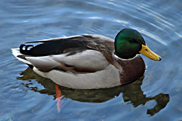 アヒルが生息する貯水池の公園エリアでは 休暇を過ごすのに満足している白いカモメを食べに来て 鳥は暖かく晴れた日にポーズをとって喜んでいます — ストック写真