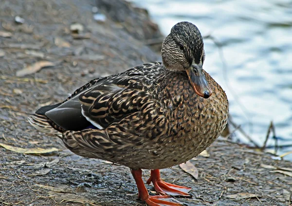 Park Areas City Reservoirs Inhabited Ducks Which Happy Feed Vacationers — Stock Photo, Image