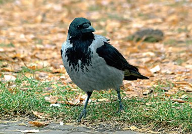 Yaz kentinde Park 'ta yeşil ağaçların ve çalıların arasında kuş tüyleri, mavi kuşlar, serçeler, kargalar, güvercinler vardır ve insanlar tarafından beslenirler.