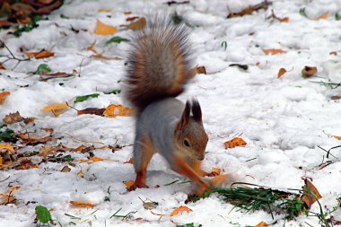 In the city Park arboretum live squirrels which are fed from the hands of adults and children, run around the clearing and sidewalks, beg for nuts and bury them, on a Sunny day they are very active clipart