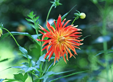 Banliyö bölgesinde meyve, sebze, böğürtlen ve süs bitkileri, çiçekler yetişir, sitede yaz ocakları, kuyular ve diğer yapılar da vardır, ayrıca ayçiçeği ve yabani otlar da yetişir..